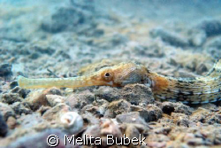 Pipefish / Sistiana near Trieste by Melita Bubek 